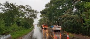 Árvore cai na rede de alta tensão PR 317 tem pista interditada entre Sub Sede e Santa Helena