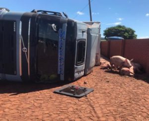 Carreta carregada com porcos tomba na rodovia em distrito de Santa Helena, diversos animais morreram