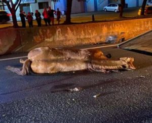 Cavalo morre ao ser atropelado na BR 277 em São Miguel do Iguaçu