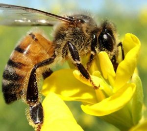 Projetos estudam ameaça de extinção de abelhas no Norte do Paraná