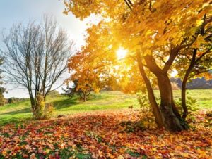 Última semana do outono começa com sol, mas frio mais forte chega no fim de semana