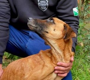 Casal que deixou cães passando frio em noite de zero grau é preso na Grande Curitiba