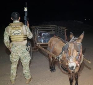 Burro encontrado com 300 kg de maconha, em Guaíra, é devolvido para os donos