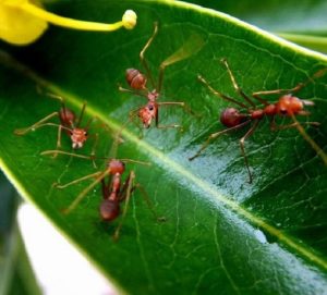 IDR-Paraná orienta sobre formas para controlar formigas cortadeiras na agricultura