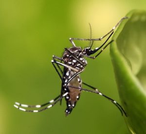 Em uma semana casos de dengue confirmados no Paraná passam de 77 para 133