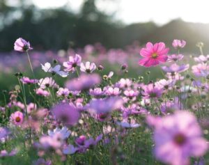 Primavera deve ter variações bruscas de temperatura e chuvas abaixo da média