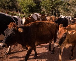 Produção de Leite em Missal volta ao patamar de 25 milhões de litros anuais