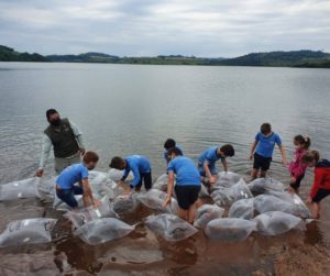 Rio Iguaçu recebe mais 310 mil peixes nativos em ação do Estado