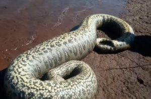 Sucuri com mais de 4 metros é encontrada morta por pescadores em Santa Helena