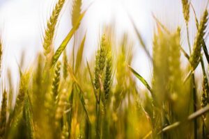 Produção recorde brasileira de trigo reflete em queda no preço de farinhas especiais e pão