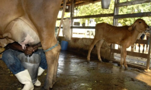 Aumento da importação e baixa competitividade causam crise na produção leiteira no Brasil