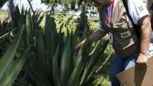 Aumento dos casos de dengue reforça papel dos agentes no combate ao mosquito