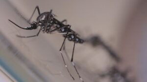 Brasil registra mais de 920 mil casos prováveis de dengue e 184 mortes em 2024