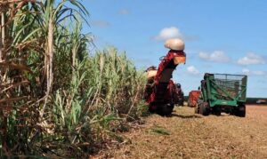 Cidades atuantes no mercado do agronegócio brasileiro tiveram redução de 2.352 postos de trabalho