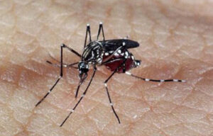 Dengue: Brasil se aproxima de 2 milhões de casos