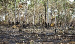 Estiagem: 637 mil pessoas foram afetadas no Amazonas