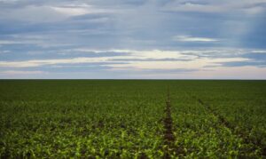 Marco dos defensivos agrícolas: o que muda na legislação