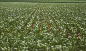 Mato Grosso do Sul registra 10 ocorrências de ferrugem asiática em lavouras de soja