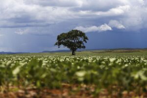 Prazo de semeadura da soja em Goiás é prorrogado até 12 de janeiro