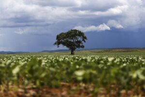 Prazo para a semeadura da soja é prorrogado em sete estados