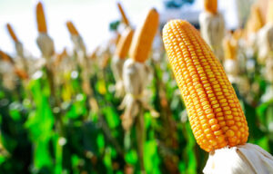 Cotações do milho seguem em baixa em abril