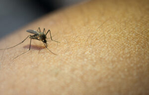 MINUTO DA SAÚDE: o que fazer quando surgirem os primeiros sintomas da dengue?