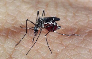 MINUTO DA SAÚDE: o que são dengue, zika e chikungunya?