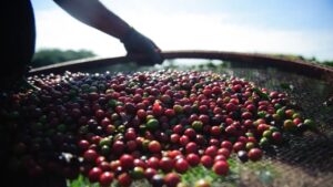 Preços do café arábica disparam em abril