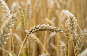 Preços do trigo estão com poucas oscilações no período de entressafra