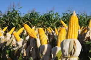 Saca de 60 quilos do milho obtém estabilidade de preços