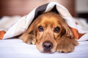 Veterinário alerta para importância da vacinação, vermifugação e cuidados com os pets
