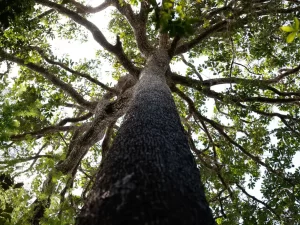 Nova Lei Geral de Licenciamento Ambiental compromete autonomia municipal, alerta CNM