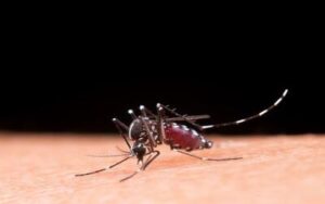 Vacina contra dengue tem eficácia comprovada em adolescentes