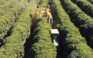 Escassez de mão de obra acelera mecanização da colheita de café