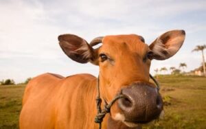 Boi gordo hoje: confira as cotações para esta quinta-feira (30)