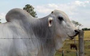 Preço do boi gordo hoje: confira as cotações para quarta-feira (8)