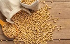 Soja e trigo: confira as cotações de preço para esta segunda-feira (13)