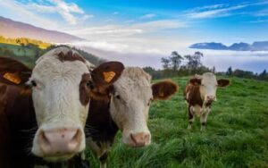 Preço do boi gordo hoje: confira as cotações para sexta-feira (14)