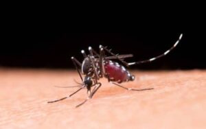Brasil registra 1,66 milhão de casos prováveis de dengue em 2025