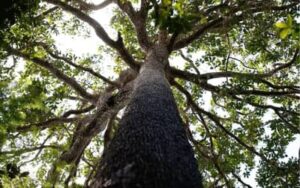 Nova lei do licenciamento promete destravar obras, mas faltam técnicos nos órgãos ambientais