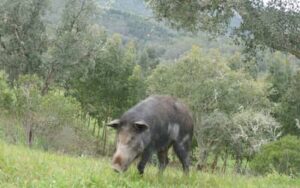 Produtores revelam o drama de lidar com javalis invasores