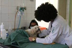 Produtos veterinários terão canal obrigatório de atendimento ao usuário; veja novas regras