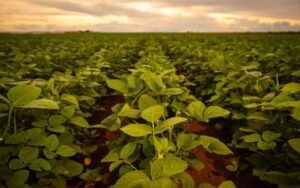 Lavouras de soja progridem como esperado e Brasil deve bater recorde em 2026