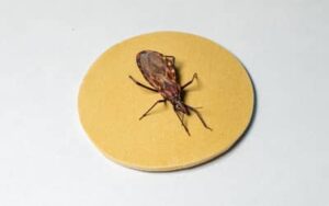 DOENÇA DE CHAGAS: cerca de 90% dos pacientes que recebem marcapasso no Hospital de Base de Brasília (DF) têm a doença