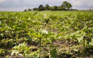 Onda de calor ameaça lavoura e pecuária da Região Sul