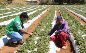 El Niño em 2026: impactos na agricultura brasileira