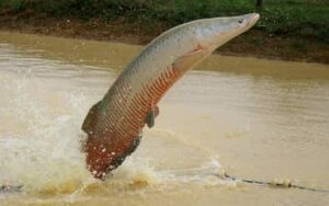 Ibama declara pirarucu espécie invasora e libera abate do peixe fora da Bacia Amazônica