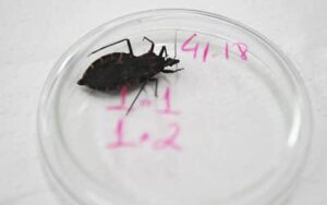 Bahia e Pará reforçam ações contra a doença de Chagas após aumento de casos