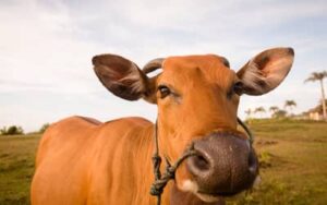Boi gordo hoje: confira as cotações para esta quinta-feira (2)