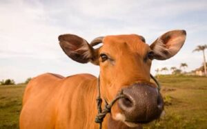 Boi gordo hoje: confira as cotações para esta terça-feira (21)